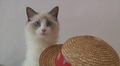 ふわねこ　スターねこの仔猫たち