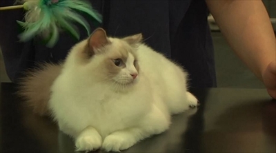 ふわねこ　スターねこの仔猫たち