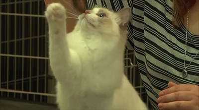 ふわねこ　スターねこの仔猫たち