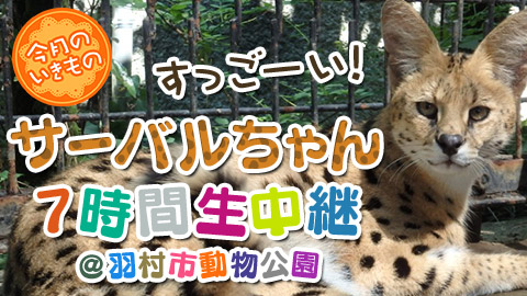 けものフレンズ サーバルキャット ニコニコ生放送 今月のいきもの