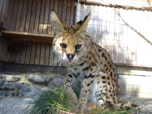 けものフレンズ サーバルキャット ニコニコ生放送 今月のいきもの