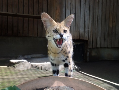 けものフレンズ サーバルキャット ニコニコ生放送 今月のいきもの