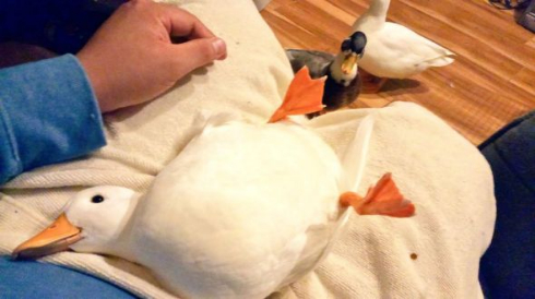 アヒル 人の手で育てられた 末路 ペット 懐く