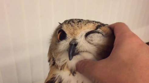 アヒル 人の手で育てられた 末路 ペット 懐く