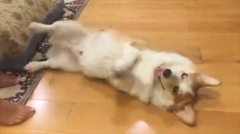 なでなでを求める犬