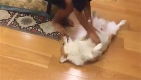 なでなでを求める犬
