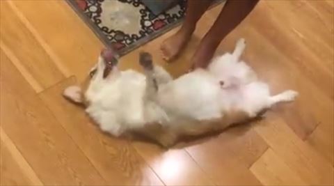 なでなでを求める犬