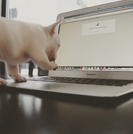 フレブルの子犬