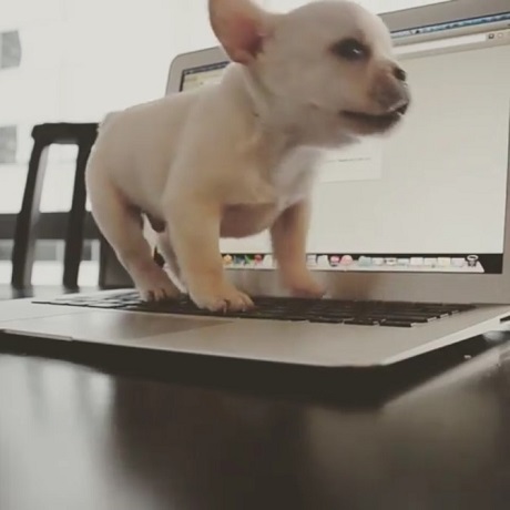 フレブルの子犬