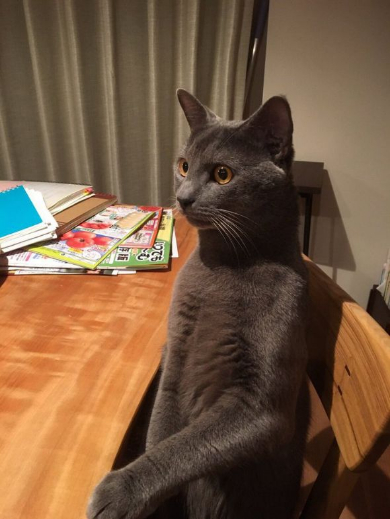 猫 人間っぽい 座る 着ぐるみ
