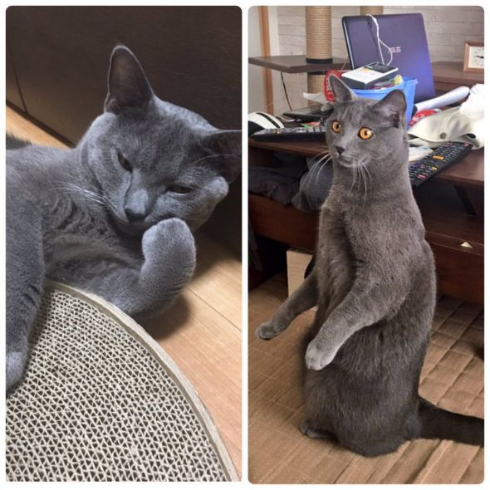 猫 人間っぽい 座る 着ぐるみ