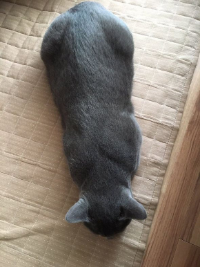 猫 人間っぽい 座る 着ぐるみ