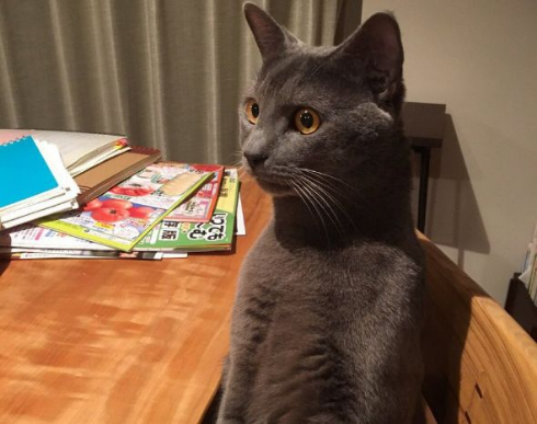 猫 人間っぽい 座る 着ぐるみ