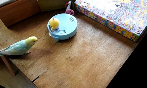 卓上インコ