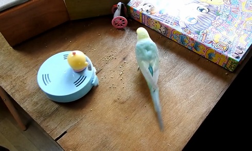 卓上インコ