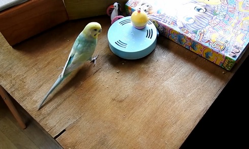 卓上インコ