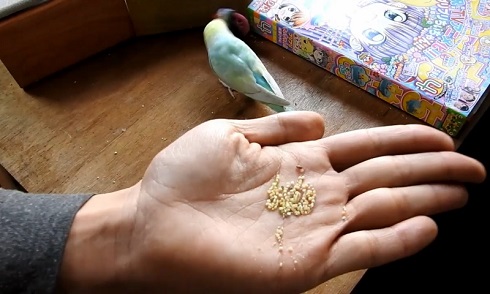 卓上インコ