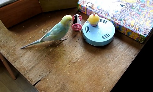 卓上インコ