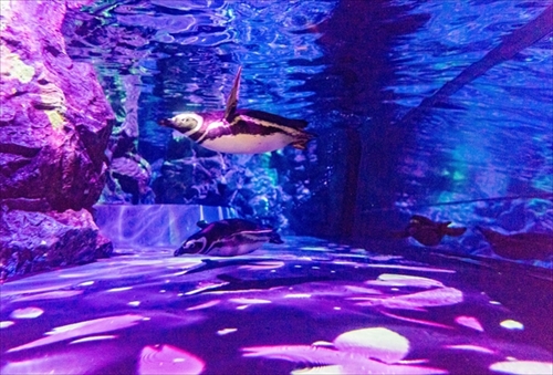 すみだ水族館ペンギンピクニック