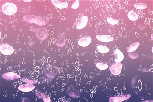 すみだ水族館ペンギンピクニック