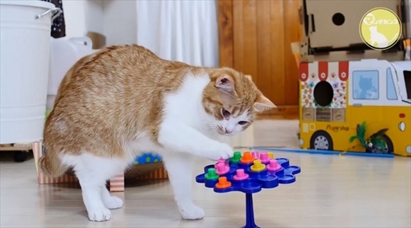 マンチカンズTV