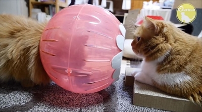 マンチカンズTV