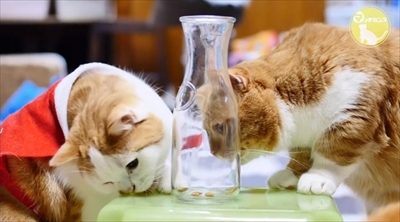 マンチカンズTV