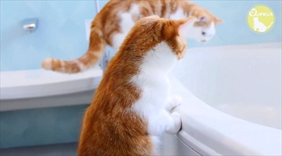 マンチカンズTV