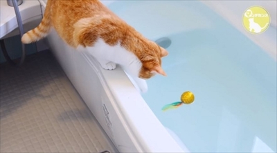 マンチカンズTV