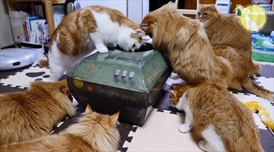 マンチカンズTV