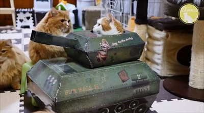 マンチカンズTV