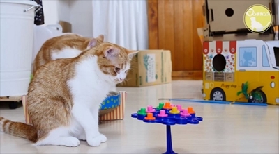 マンチカンズTV