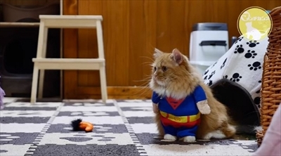 マンチカンズTV