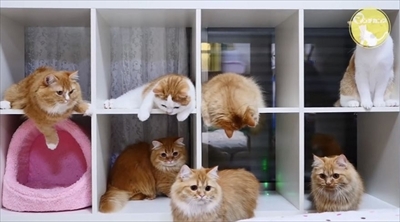 マンチカンズTV