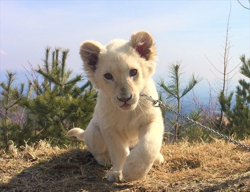 東北サファリパーク　ホワイトライオン移動