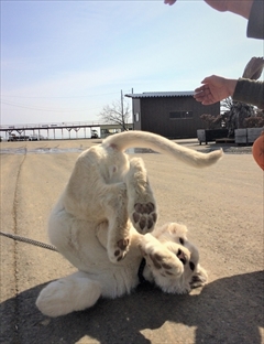 東北サファリパーク　ホワイトライオン移動