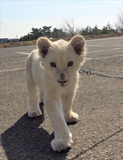 東北サファリパーク　ホワイトライオン移動