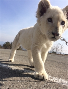 東北サファリパーク　ホワイトライオン移動