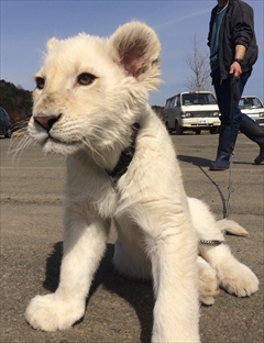 東北サファリパーク　ホワイトライオン移動