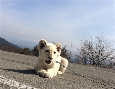 東北サファリパーク　ホワイトライオン移動
