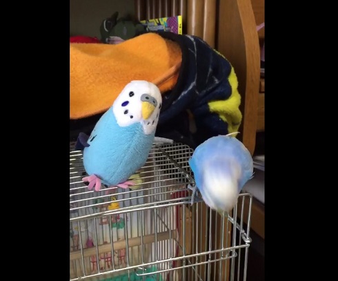 インコのパップ
