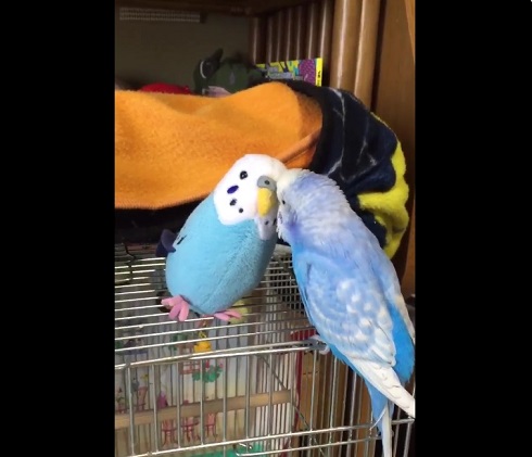インコのパップ