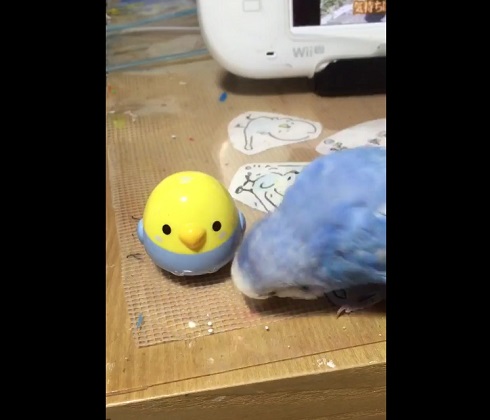 インコのパップ