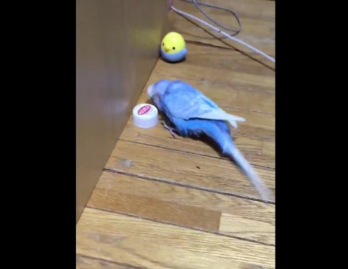 インコのパップ