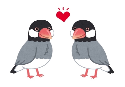 北海道大学　文鳥の求愛行動