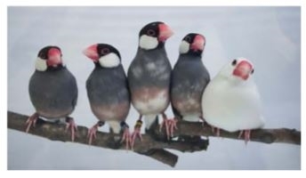 北海道大学　文鳥の求愛行動