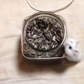 ハムスター おやつ 瓶 入りたい ひまわりの種 毛玉