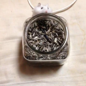 ハムスター おやつ 瓶 入りたい ひまわりの種 毛玉