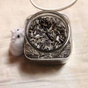 ハムスター おやつ 瓶 入りたい ひまわりの種 毛玉