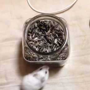 ハムスター おやつ 瓶 入りたい ひまわりの種 毛玉